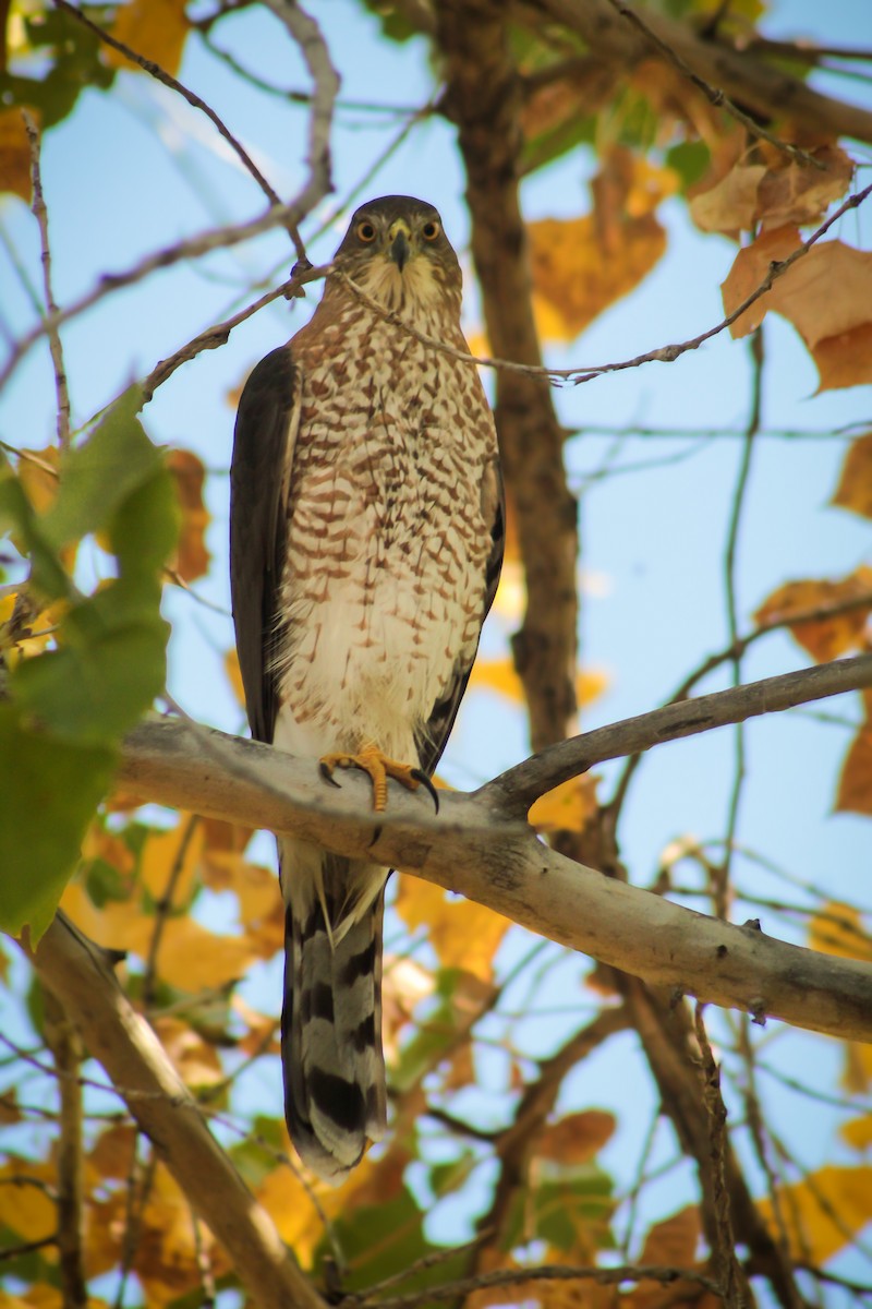 Cooper's Hawk - ML642725656