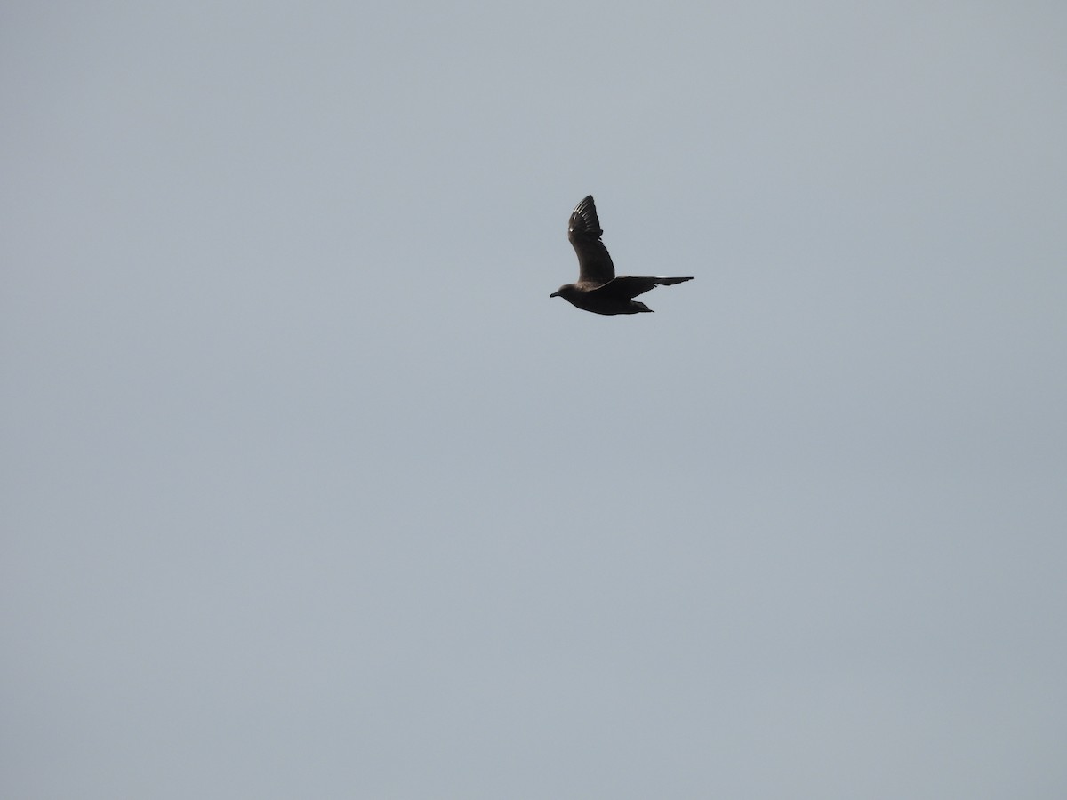 Brown Skua (Subantarctic) - ML642725670