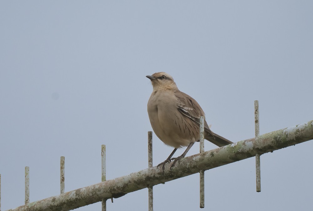Chalk-browed Mockingbird - ML642725688