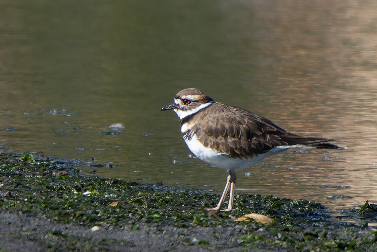 Killdeer - ML642725700