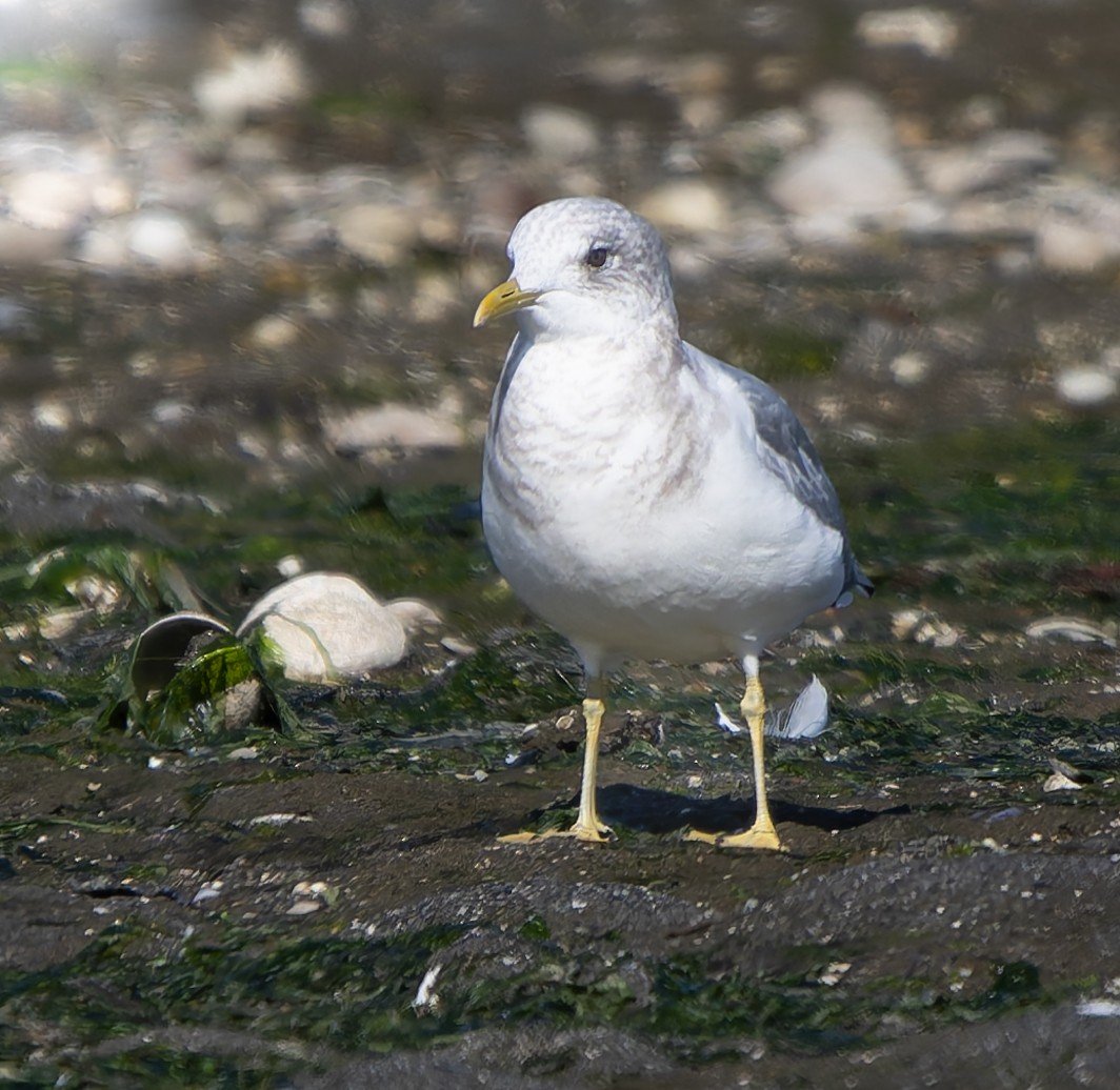 Short-billed Gull - ML642725715