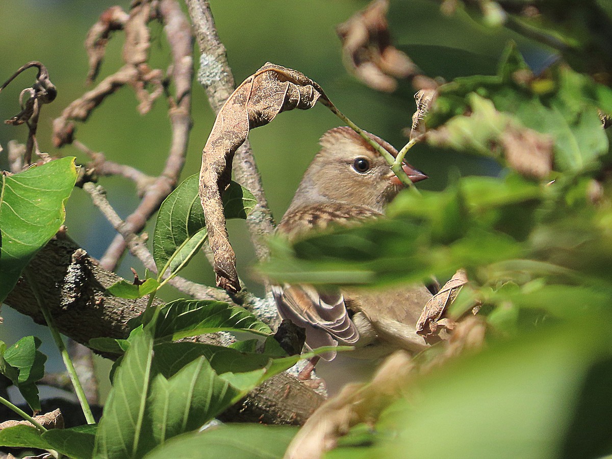 White-crowned Sparrow - ML642725725