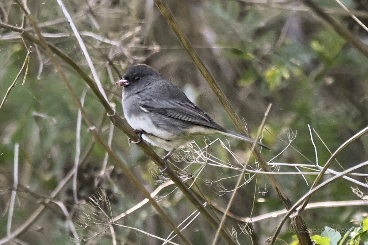 Dark-eyed Junco - ML642725731