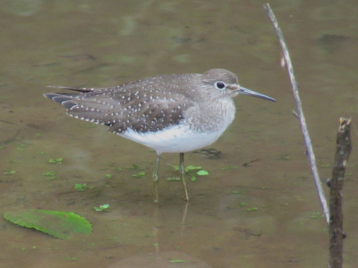 Solitary Sandpiper - ML642725784