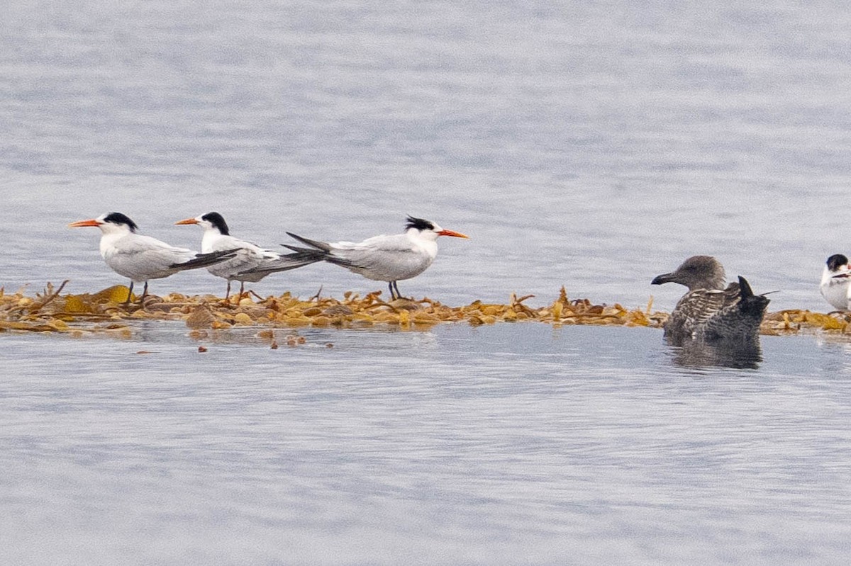 Elegant Tern - ML642725785