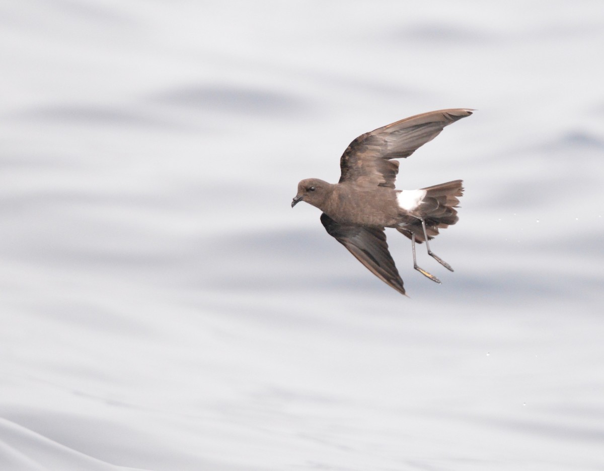 Uccello delle tempeste di Wilson - ML642725798