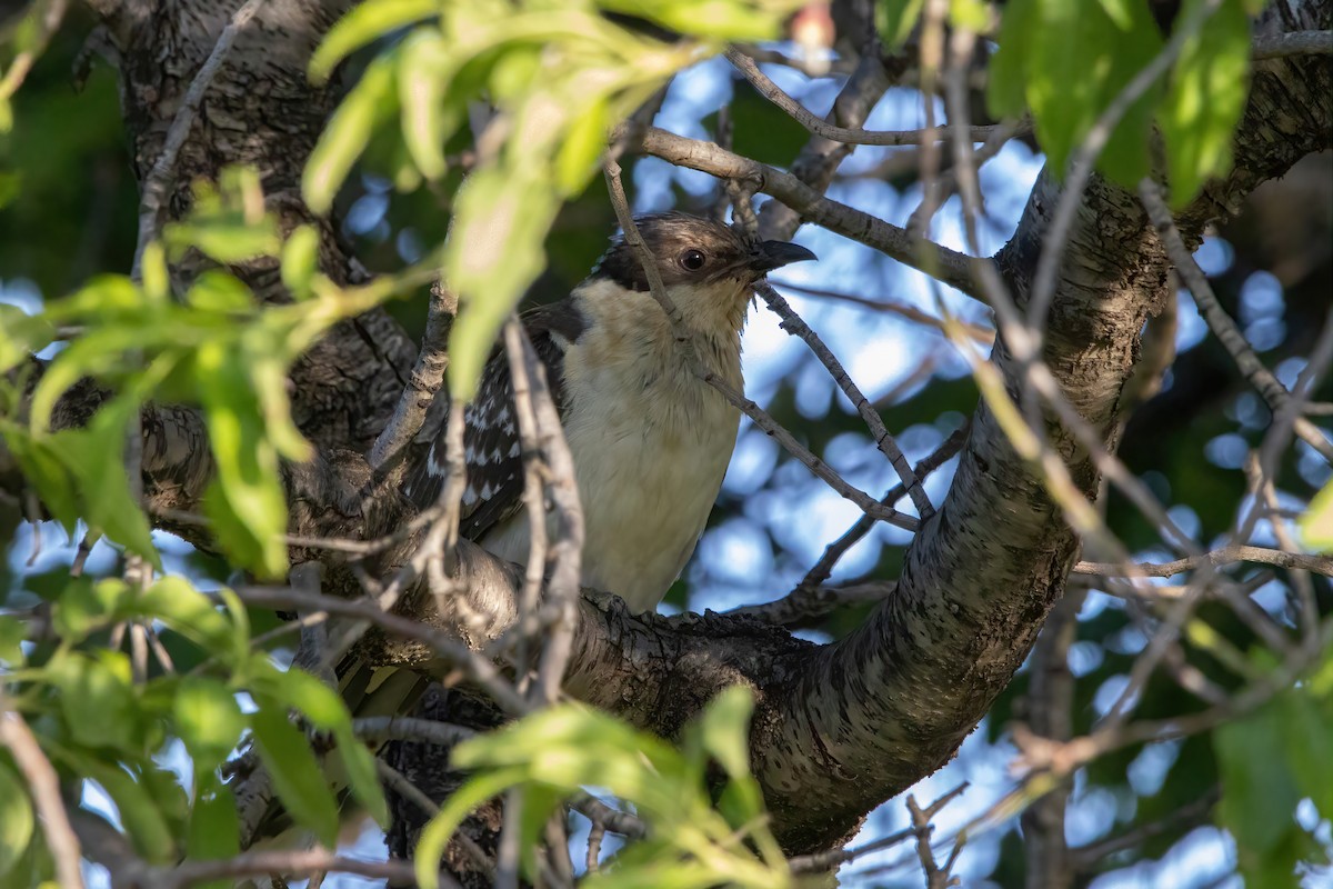 Great Spotted Cuckoo - ML642725842