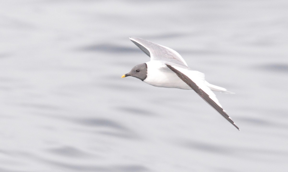 Gabbiano di Sabine - ML642725850