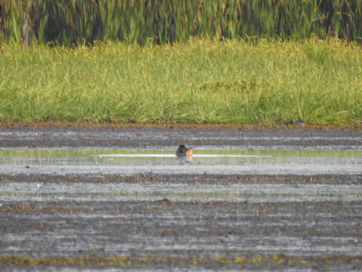 anatidé sp. (canard sp.) - ML642725857
