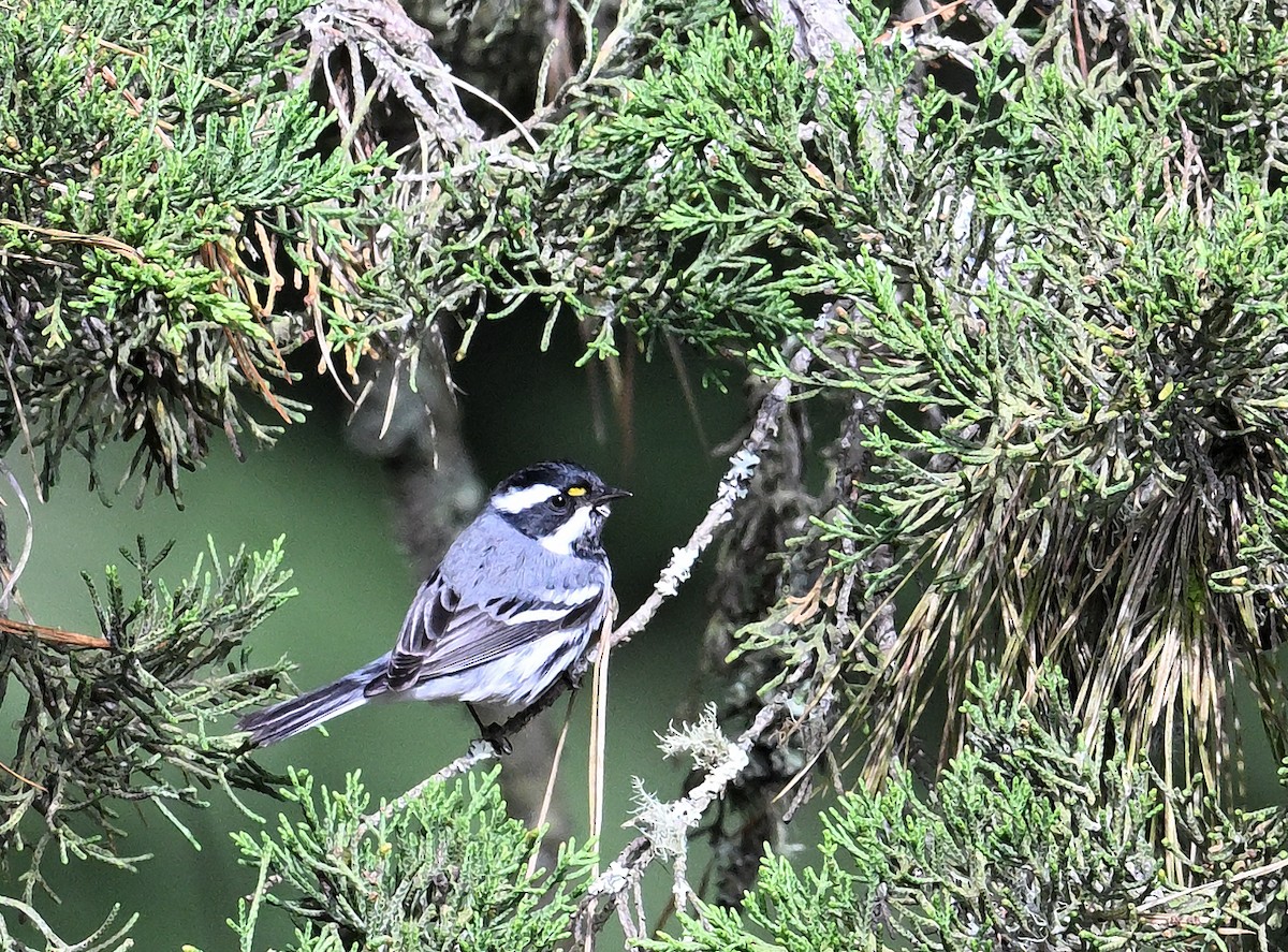 Black-throated Gray Warbler - ML642725877