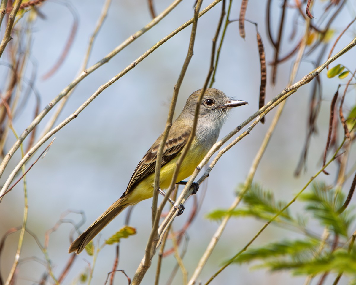 venezuelatyrann - ML642725879