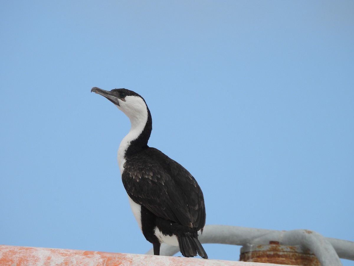 Cormorán Carinegro - ML642725893