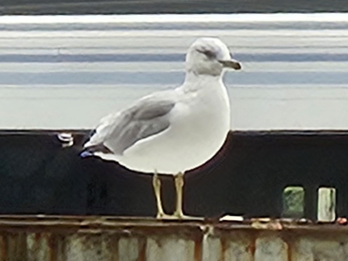 Ring-billed Gull - ML642725895