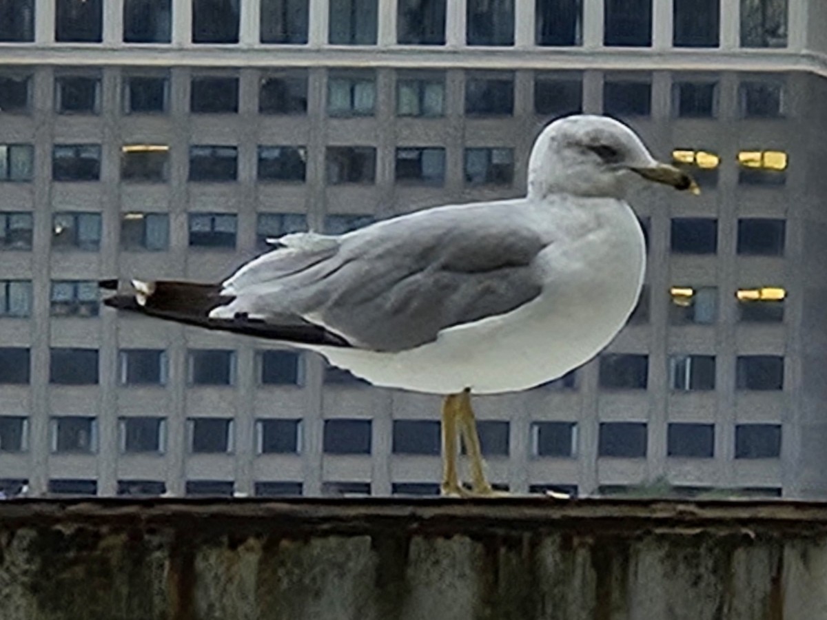 Ring-billed Gull - ML642725896