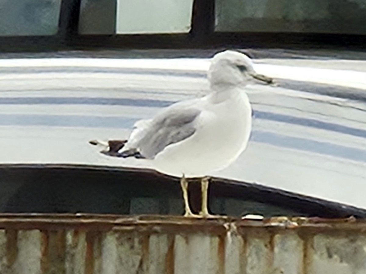 Ring-billed Gull - ML642725897