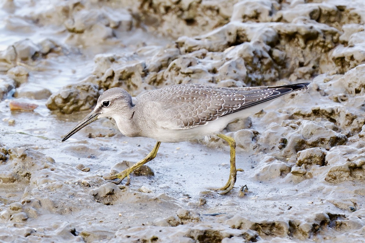 Gray-tailed Tattler - ML642725901