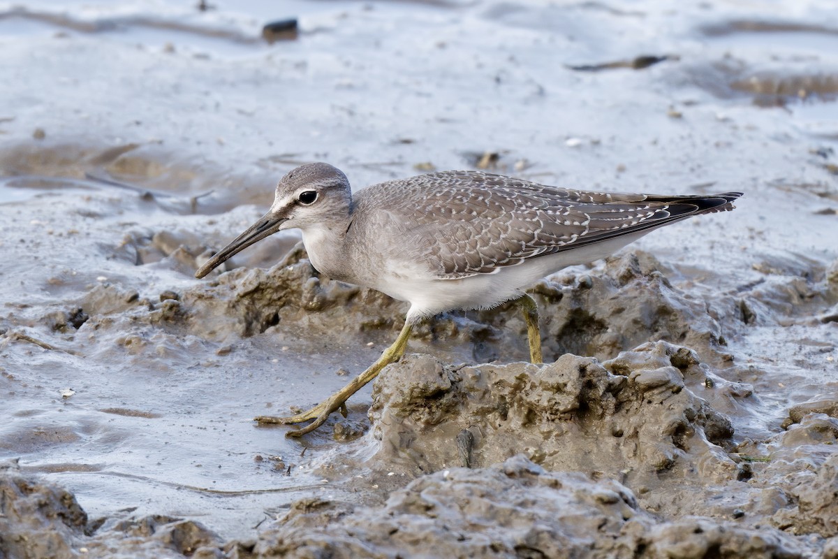 Gray-tailed Tattler - ML642725903