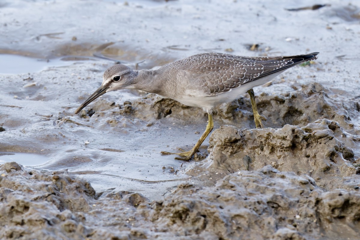 Gray-tailed Tattler - ML642725904