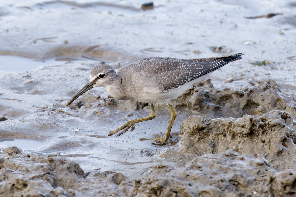 Gray-tailed Tattler - ML642725905