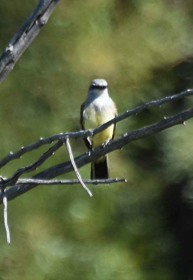 Western Kingbird - ML642725908