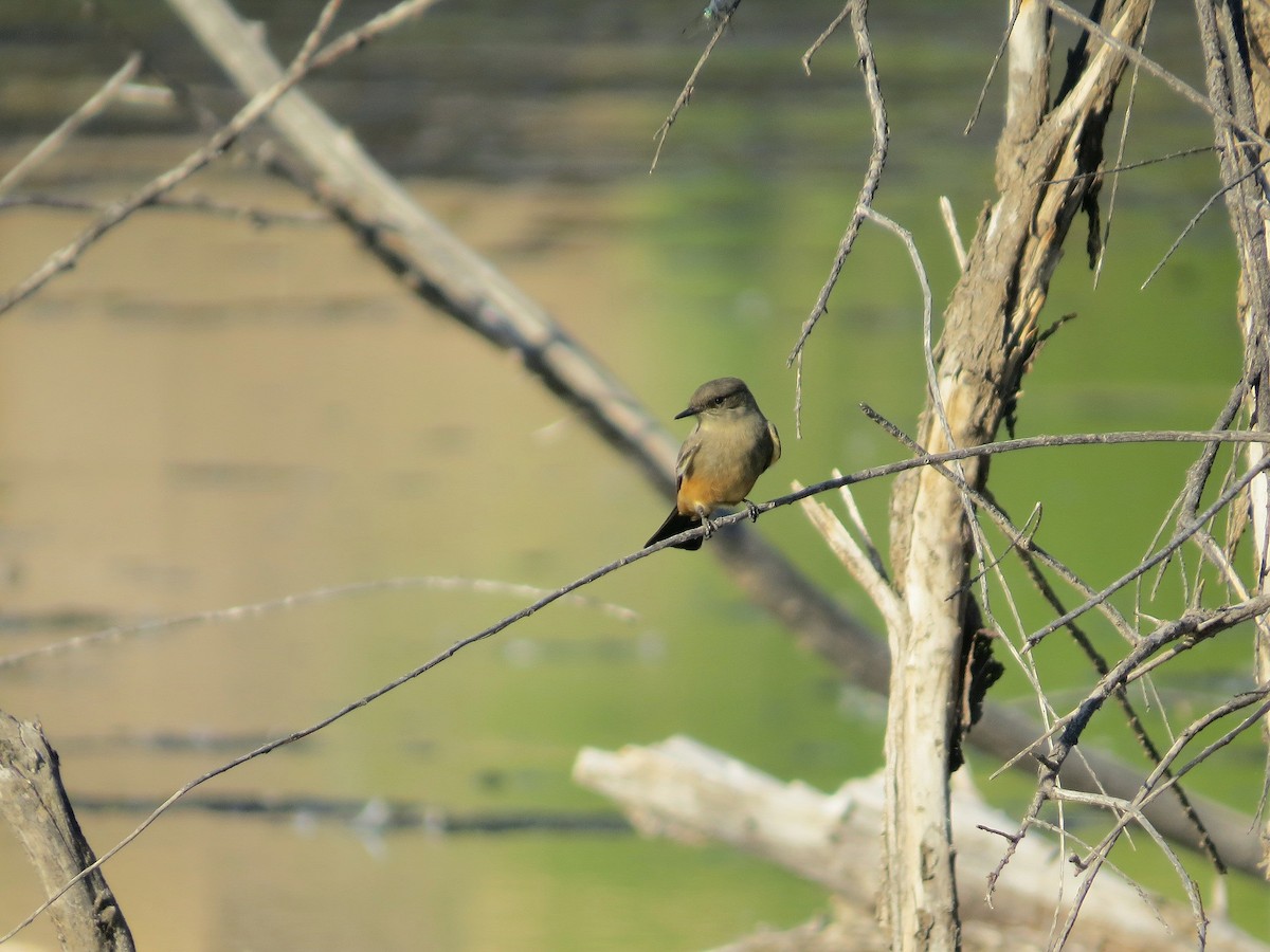 Say's Phoebe - ML642725921
