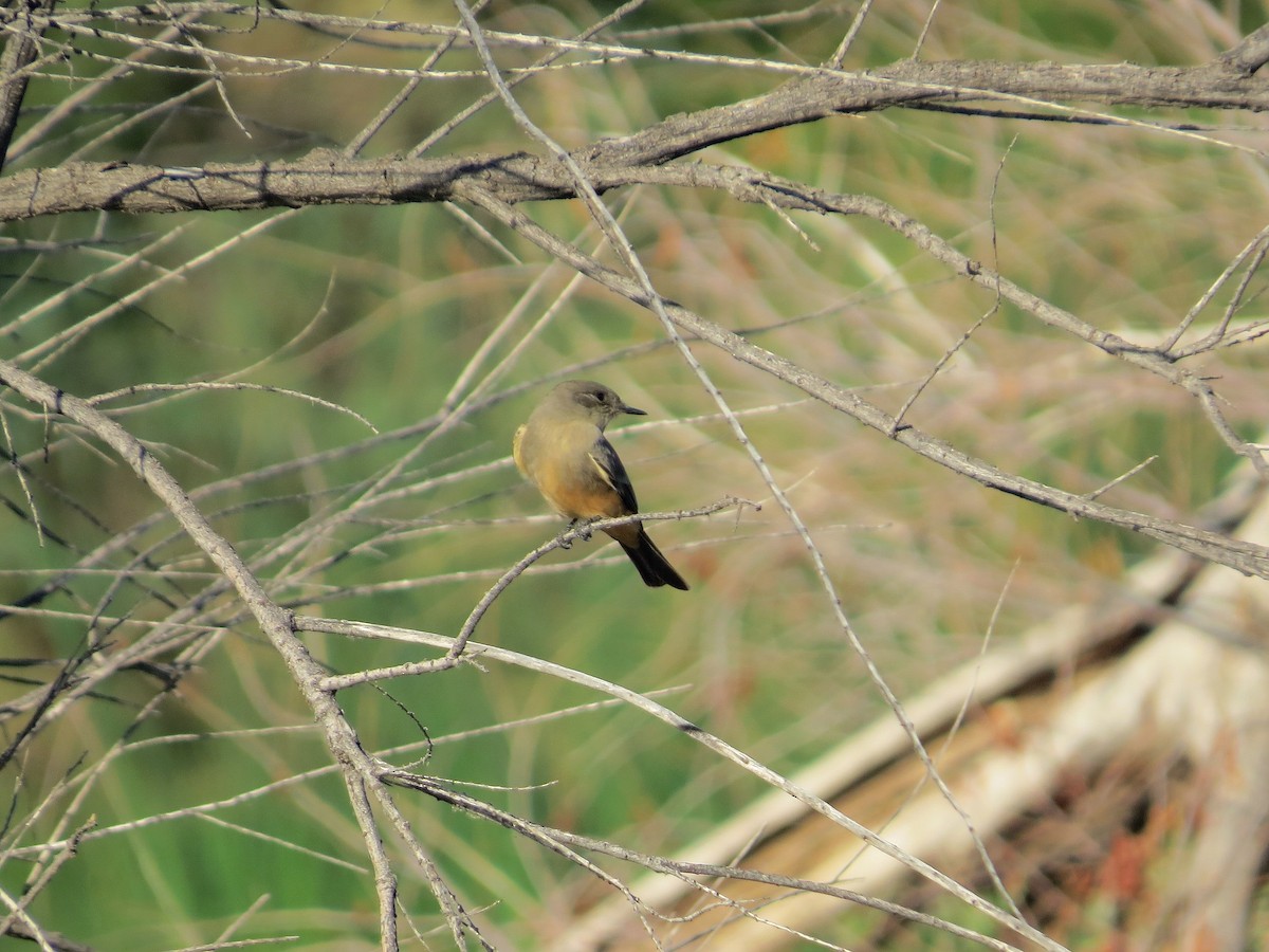 Say's Phoebe - ML642725922