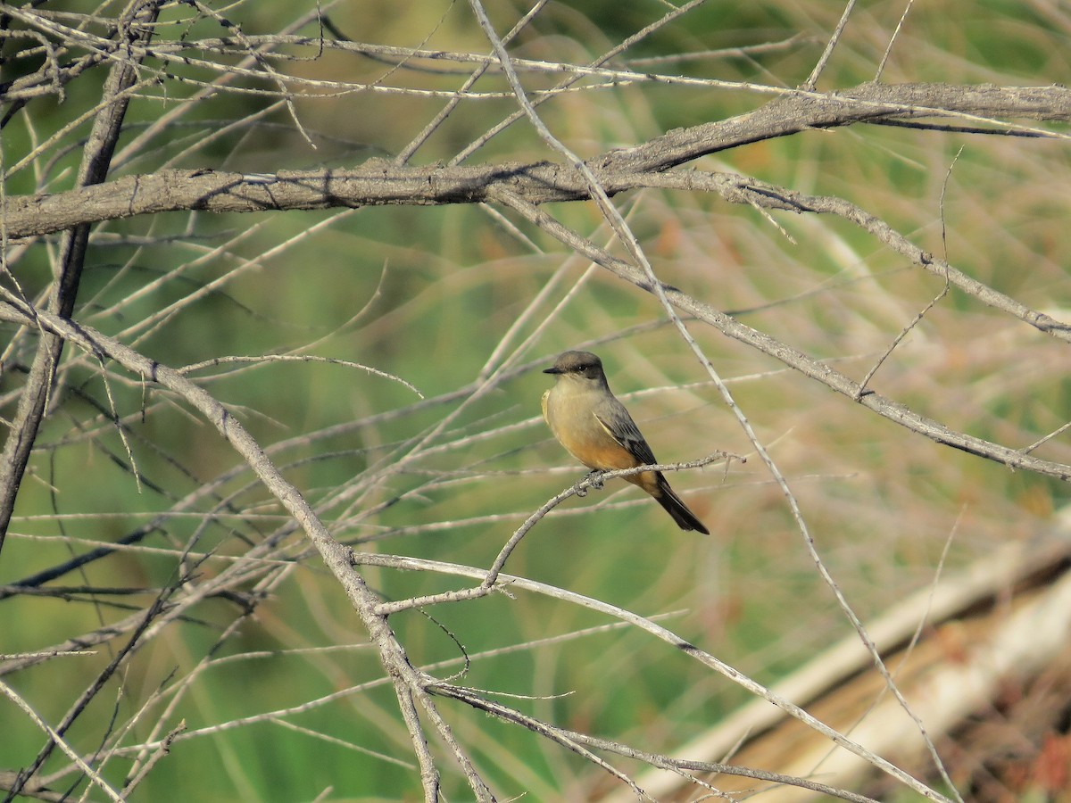 Say's Phoebe - ML642725924
