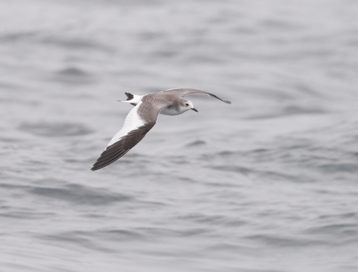 Gabbiano di Sabine - ML642725925