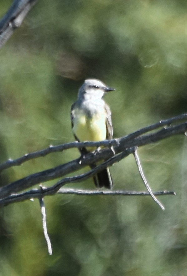 Western Kingbird - ML642725931