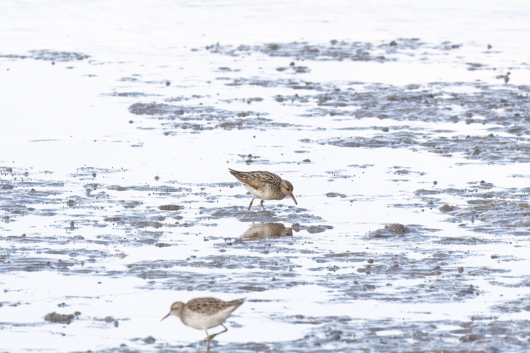 Sharp-tailed Sandpiper - ML642725934