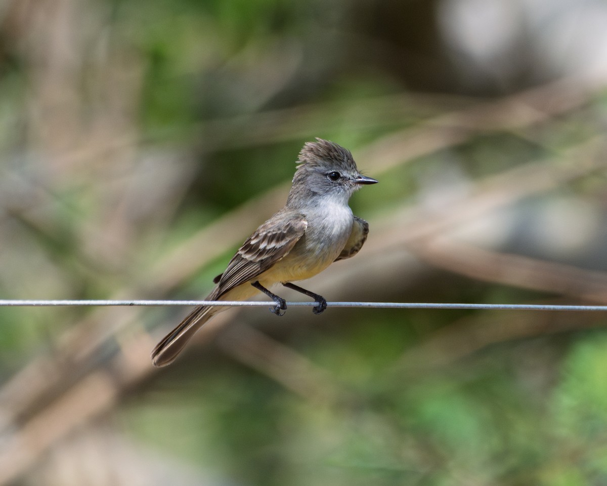 Northern Scrub-Flycatcher - ML642725938