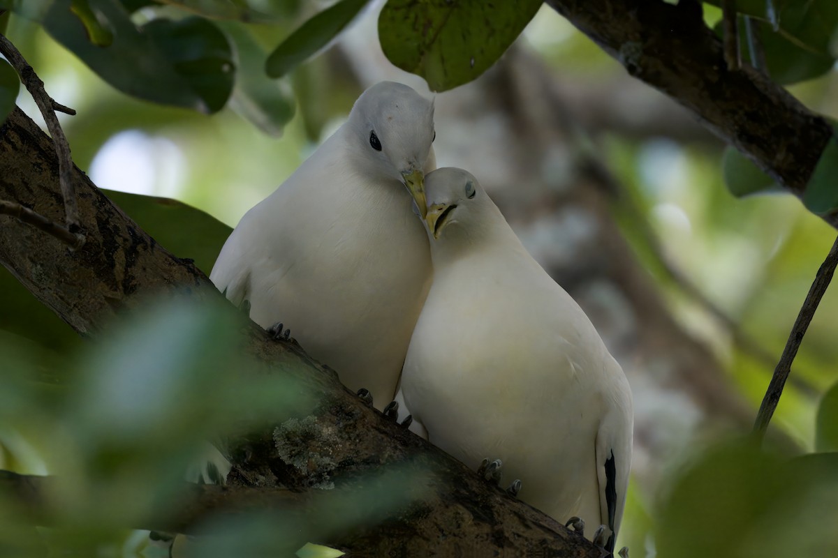 Torresian Imperial-Pigeon - ML642725942
