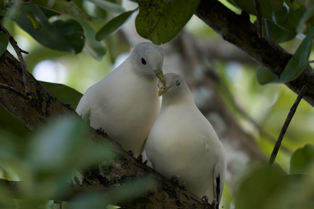 Torresian Imperial-Pigeon - ML642725943