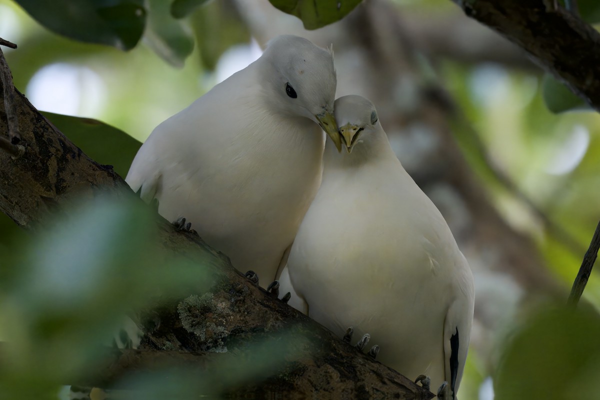 Torresian Imperial-Pigeon - ML642725944