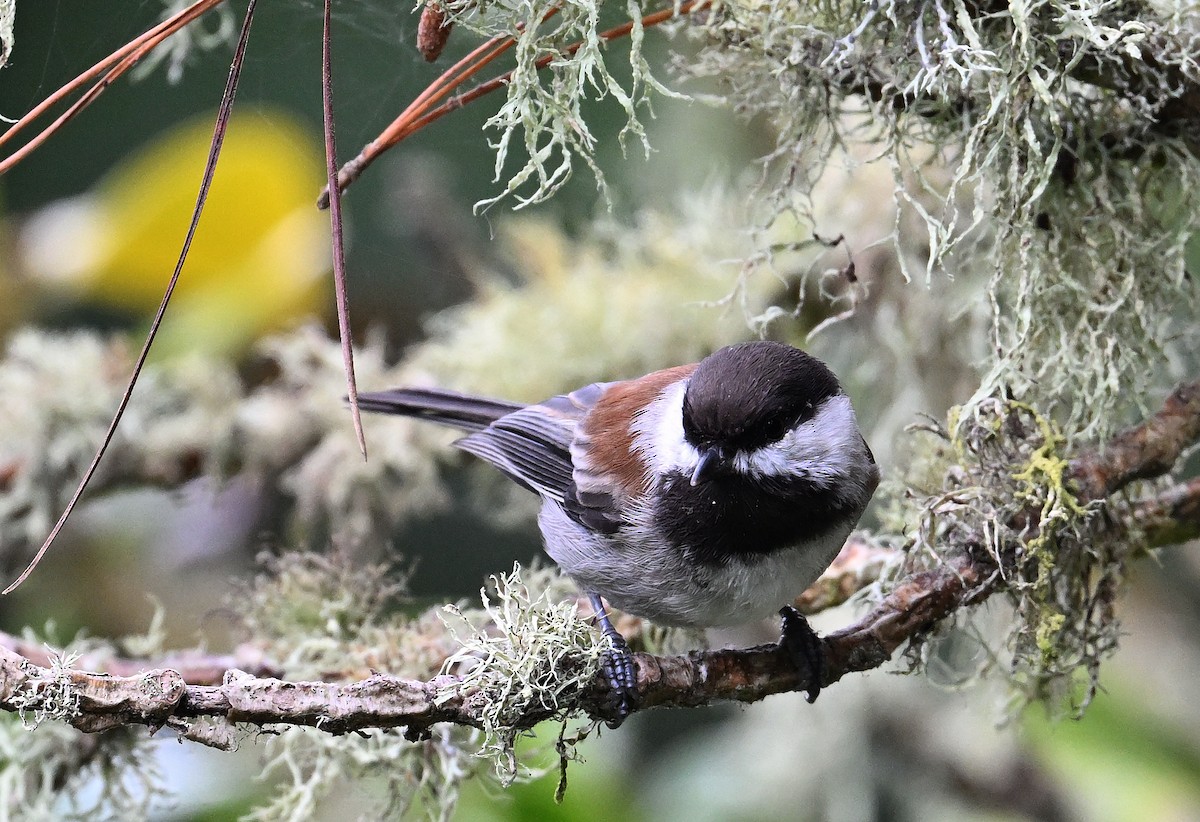 Chestnut-backed Chickadee - ML642725948