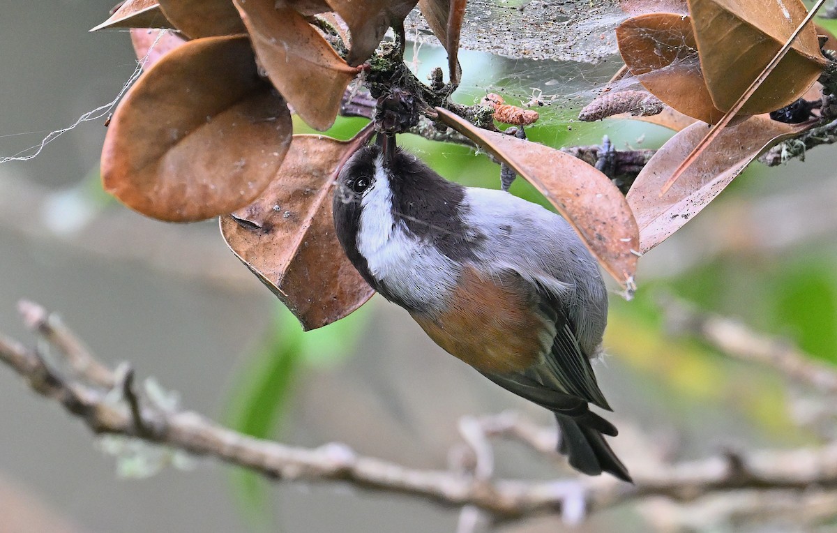 Chestnut-backed Chickadee - ML642725950