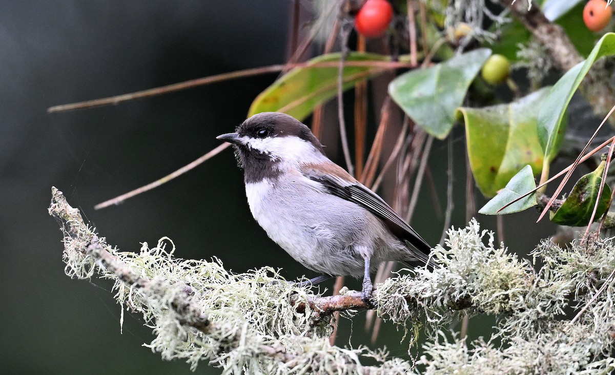 Chestnut-backed Chickadee - ML642725951