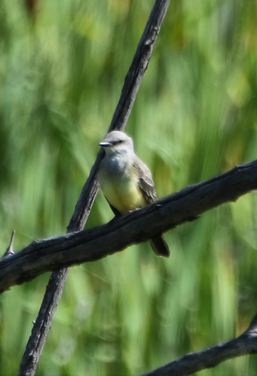 Western Kingbird - ML642725955