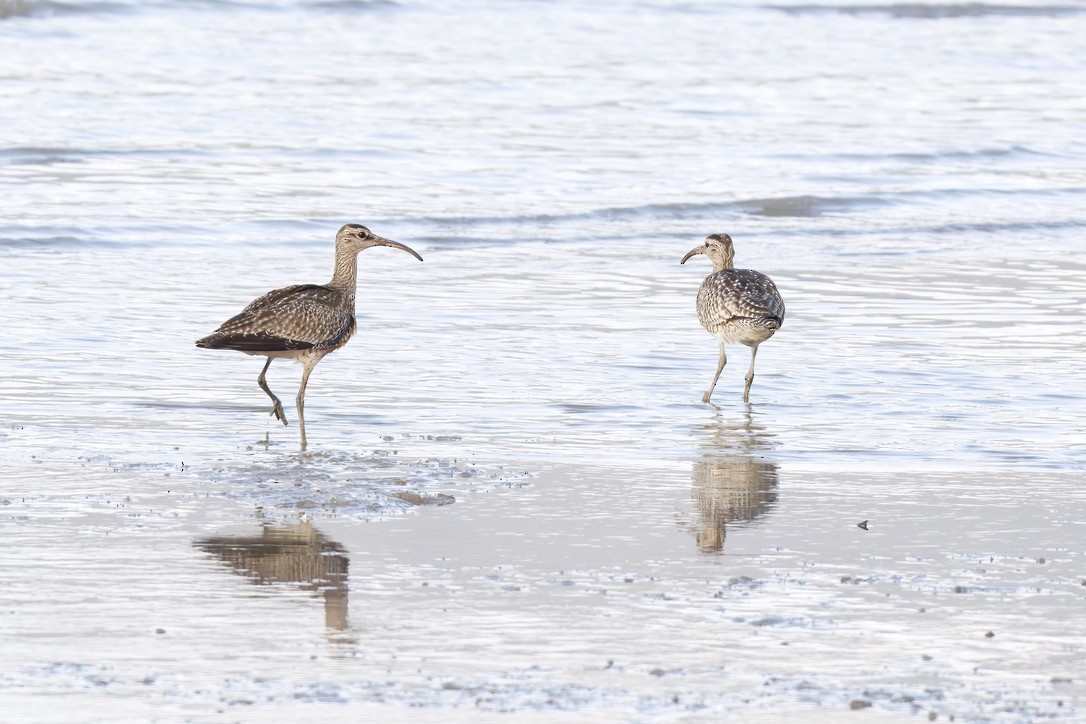 Whimbrel - ML642725958