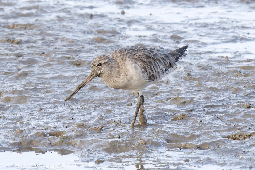Bar-tailed Godwit - ML642725985