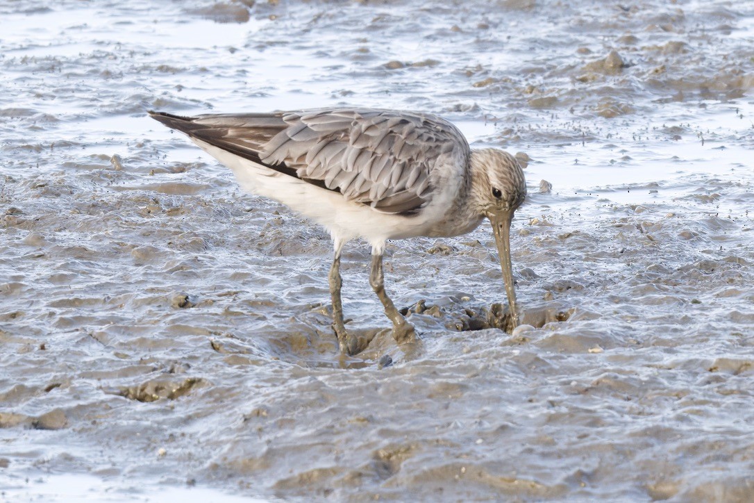 Bar-tailed Godwit - ML642725987