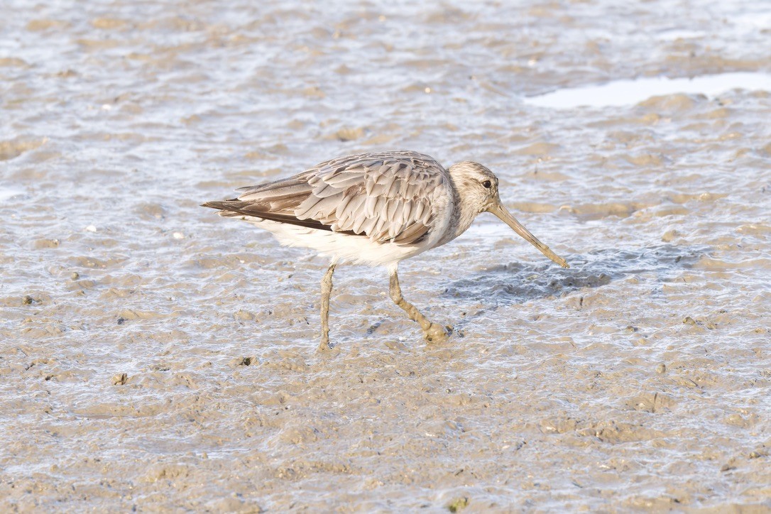 Bar-tailed Godwit - ML642725988