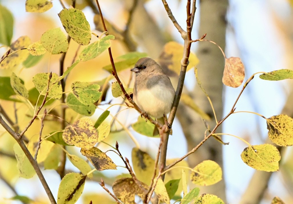 Dark-eyed Junco - ML642725990