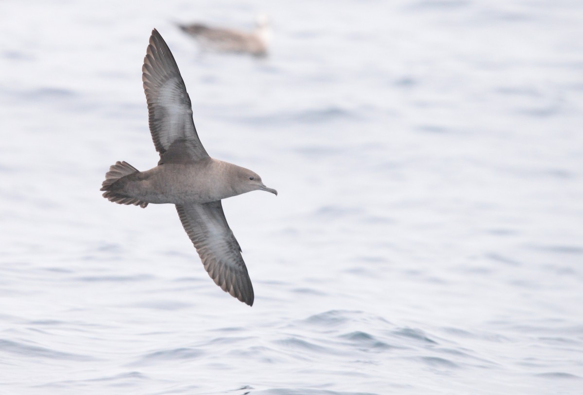 Berta grigia - ML642725998