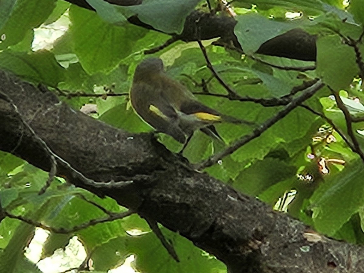 American Redstart - ML642725999
