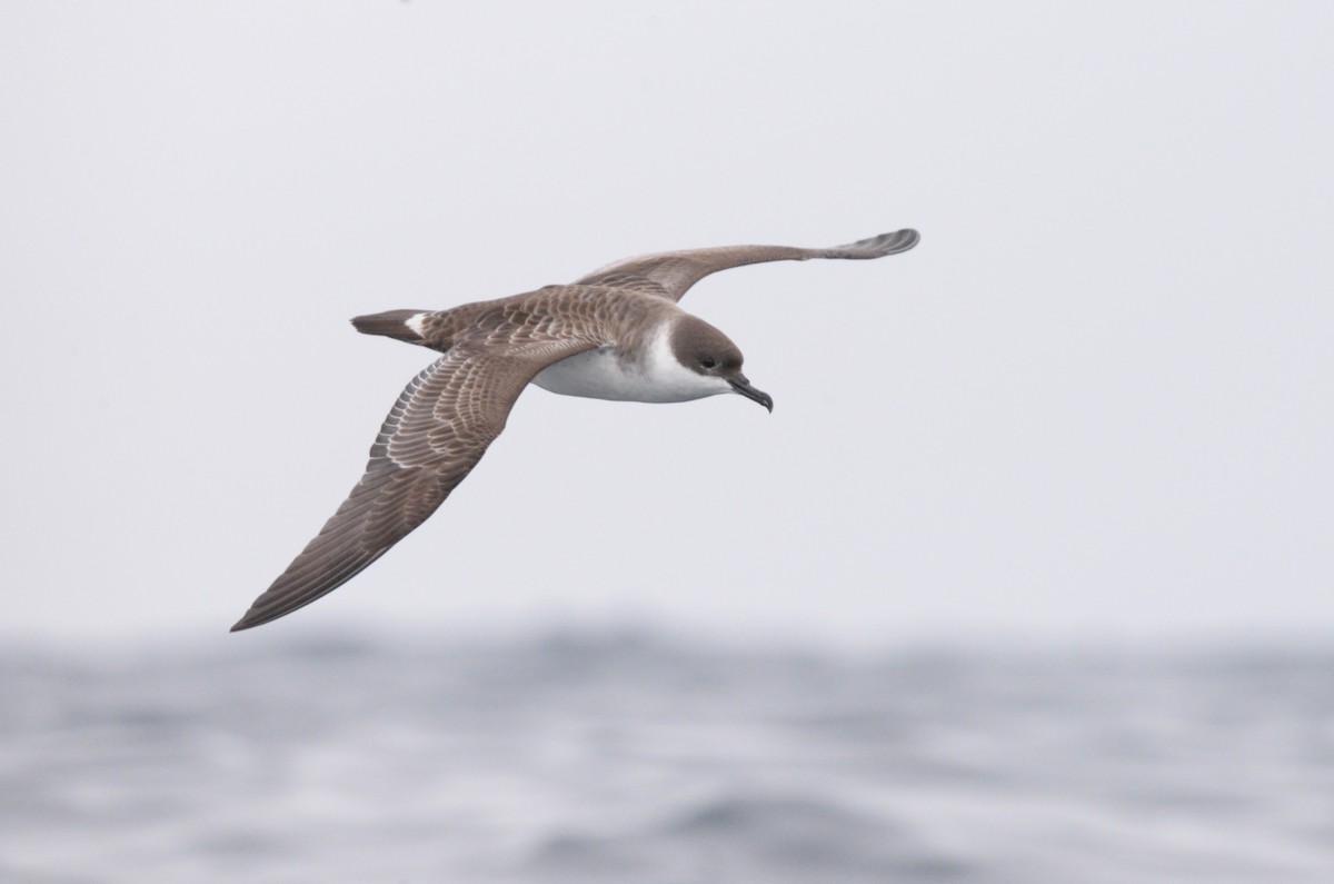 Great Shearwater - ML642726002