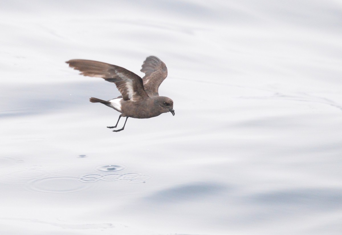 Uccello delle tempeste - ML642726004