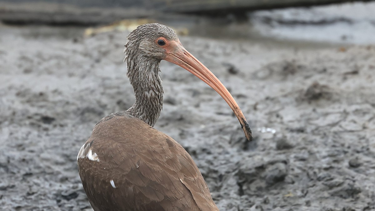 Ibis zuria - ML642726007