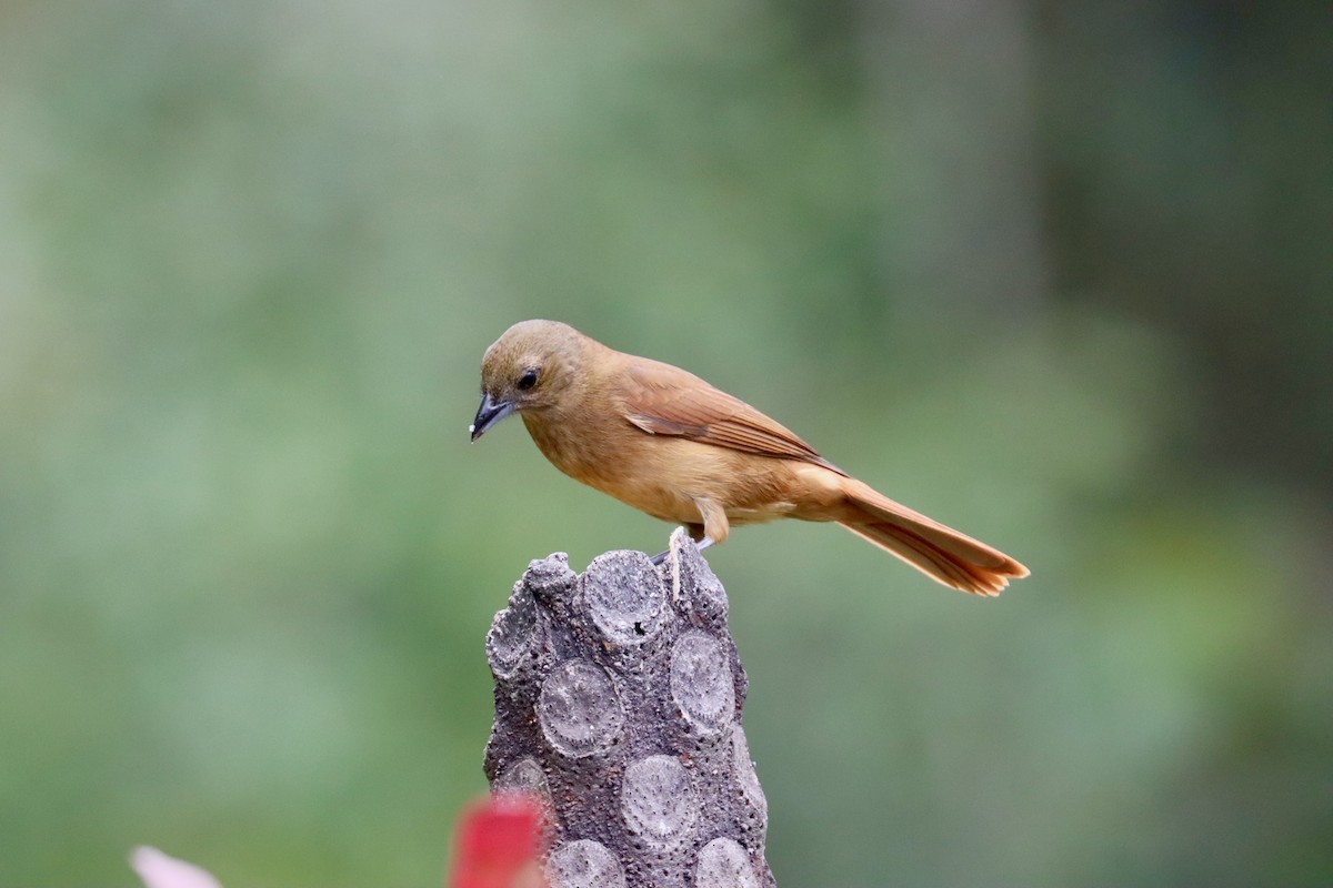 Ruby-crowned Tanager - ML642726008