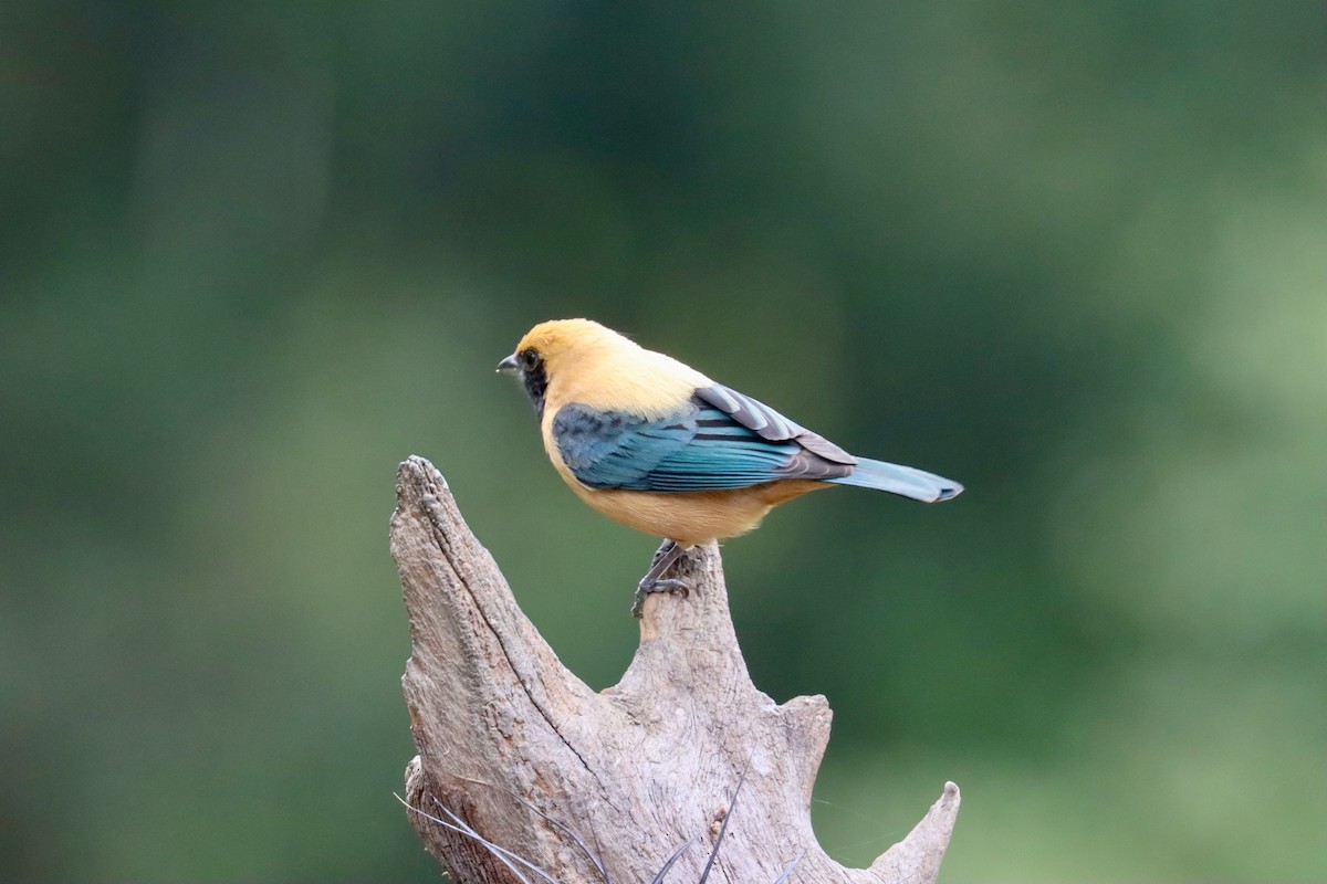 Burnished-buff Tanager - ML642726024